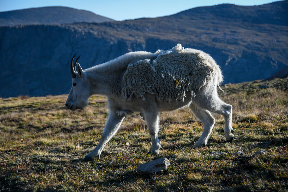 Things to do in Denver | Mountain Goat Mount Bierstadt