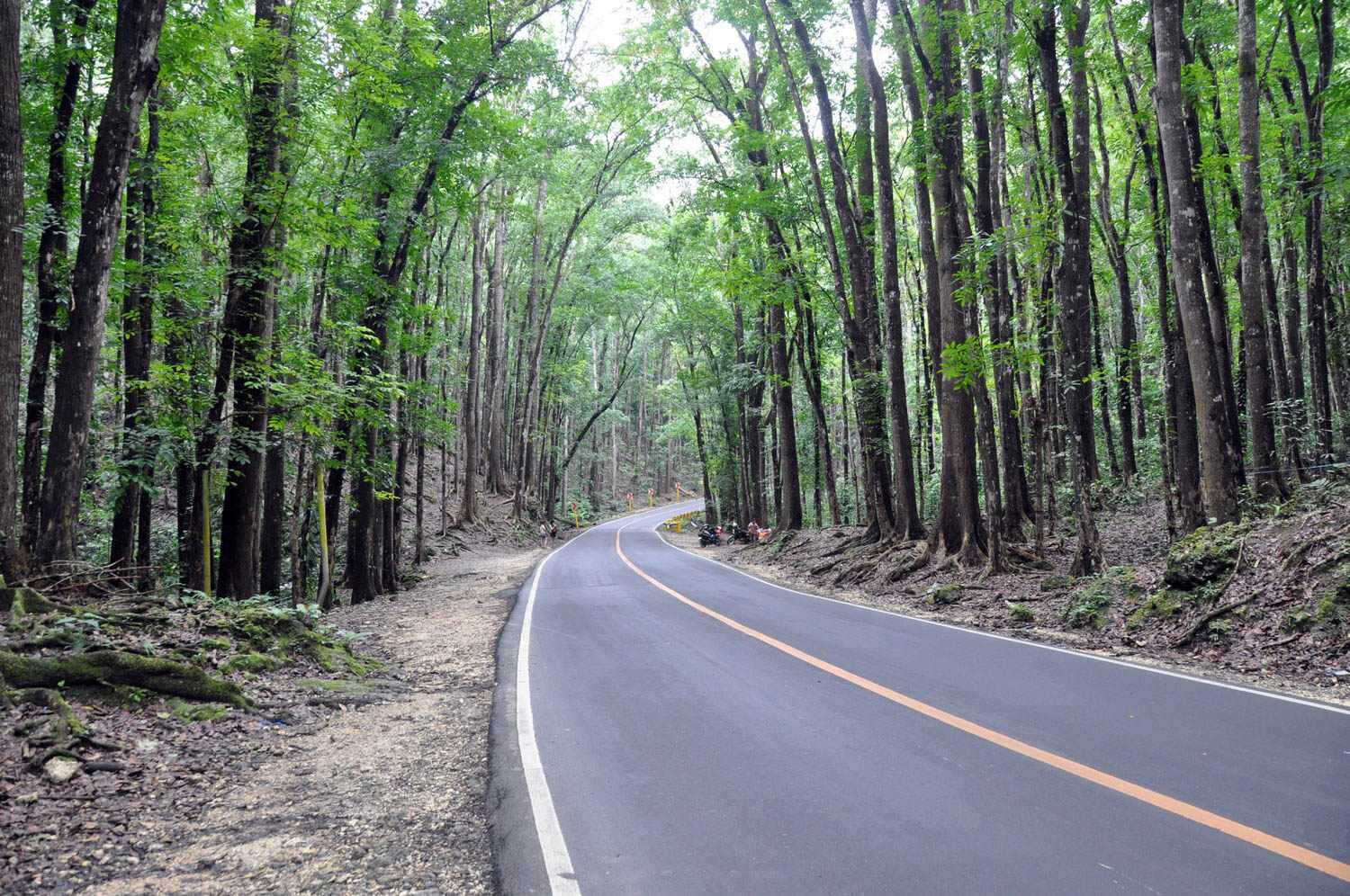 Best Time to Visit the Philippines | Man made forest in the Philippines