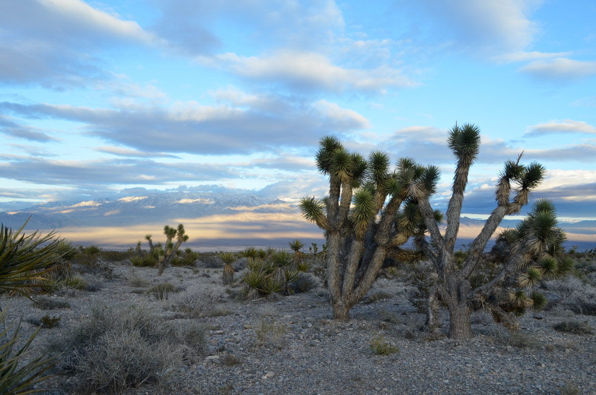 Hiking Las Vegas | Spring Mountains Nevada