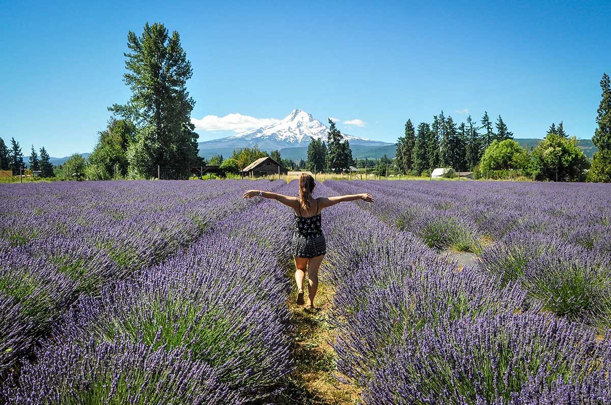 Living in a Van | Lavender Field near Mount Hood, Oregon