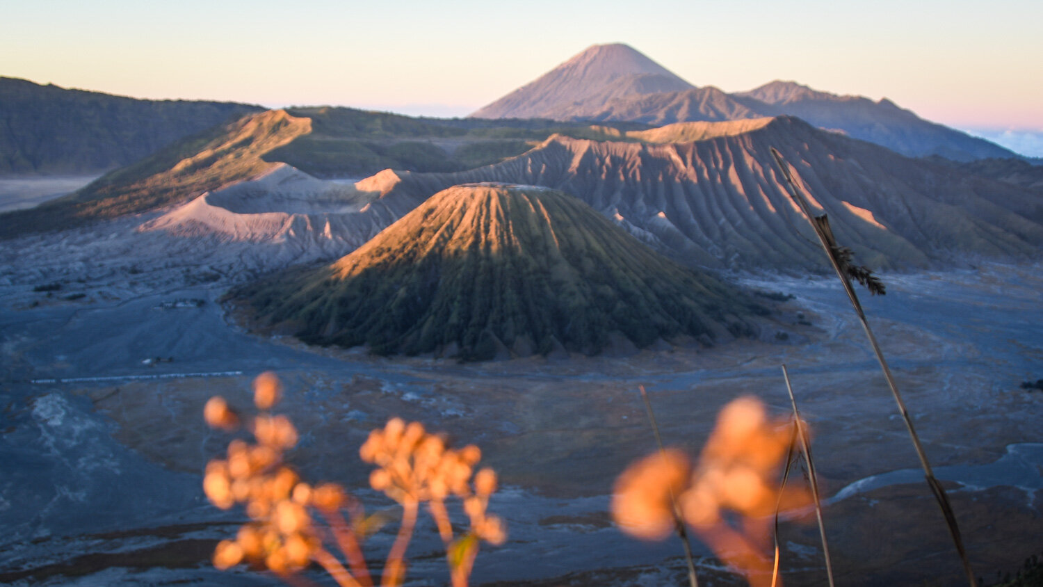 Mount Bromo Flowers