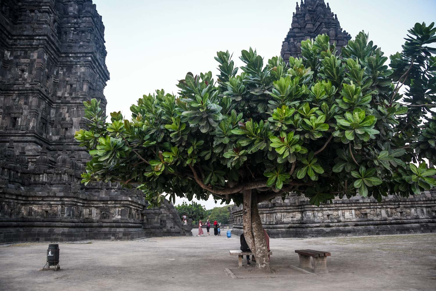 Prambanan Temple Yogyakarta Tree