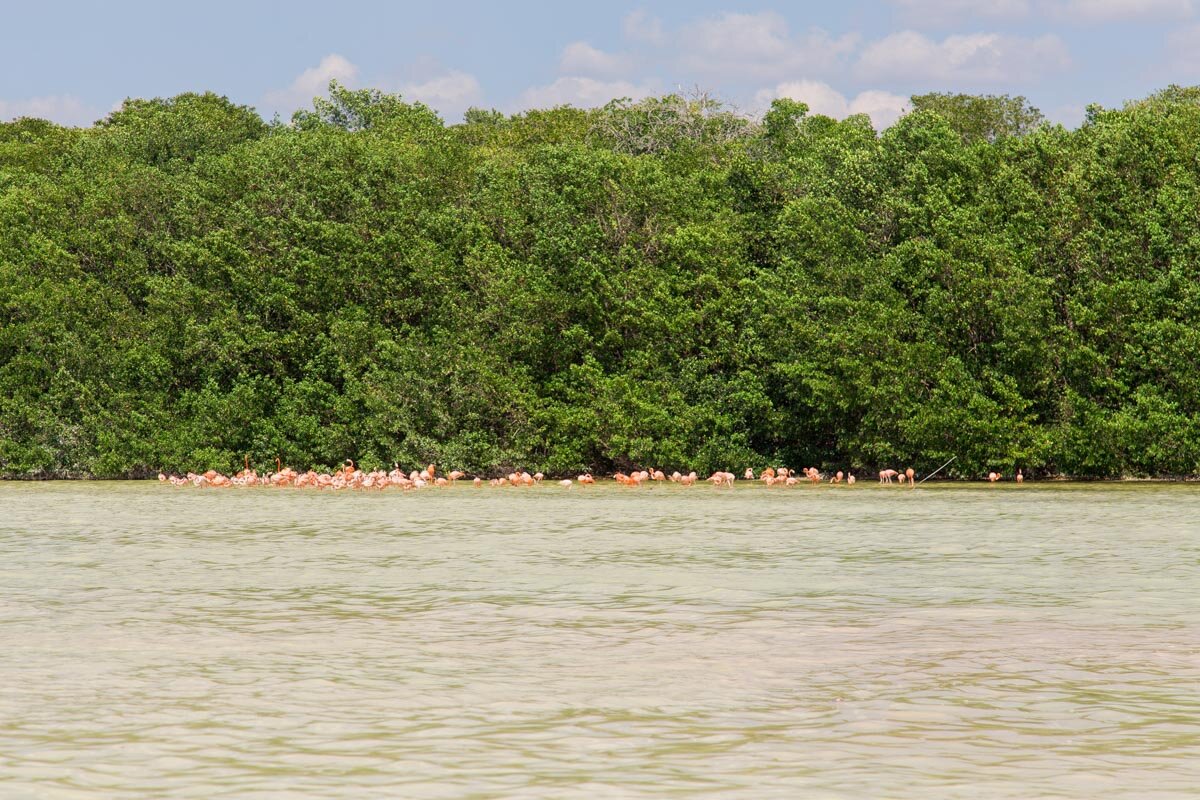 Things to Do in Merida, Mexico | Flamingos in Celestun