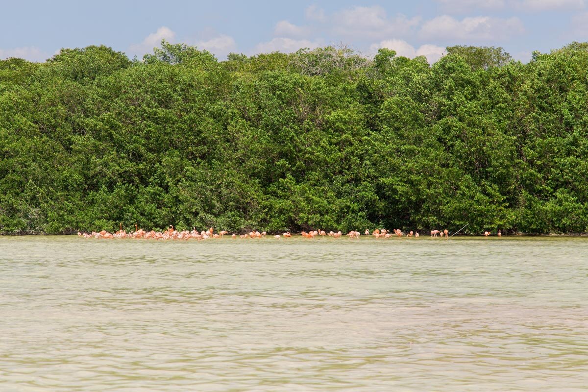 Things to Do in Merida, Mexico | Flamingos in Celestun