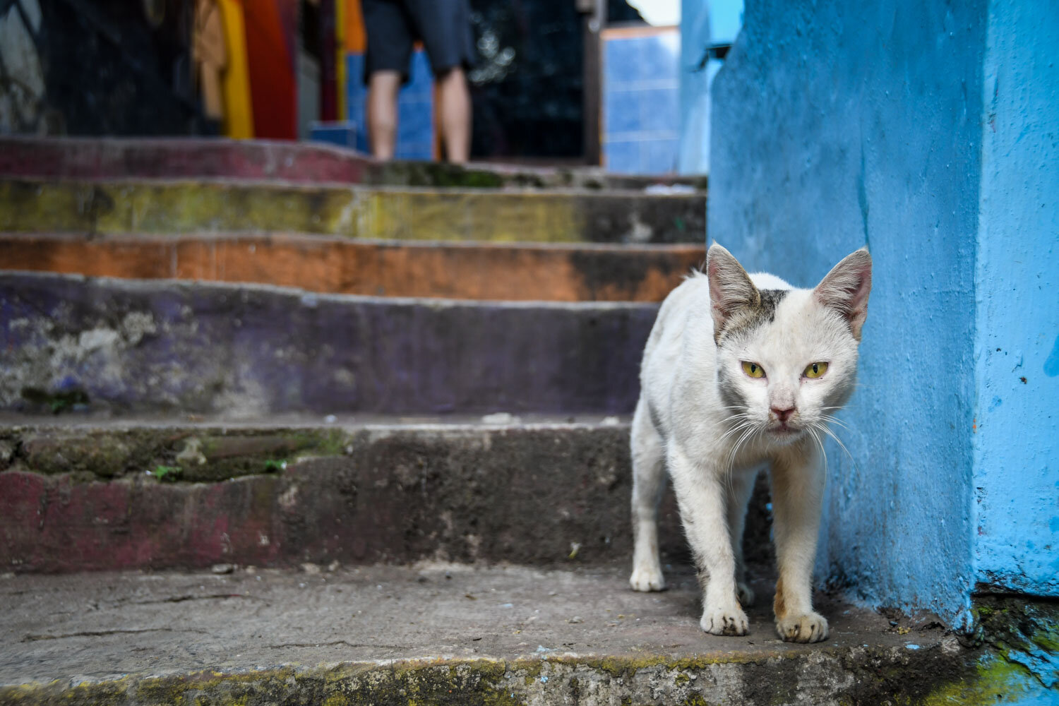 White Cat Kampung Warna Warni Jodipan Rainbow Village