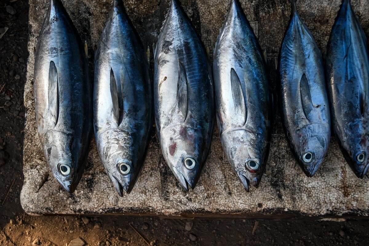 Poisson Amed Bali pour le Grill