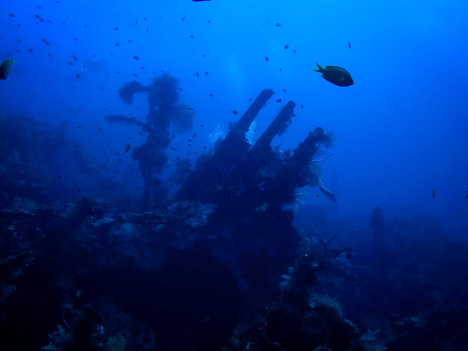 Amed Bali Plongée Sous-marine USAT Liberty Plongée sur Épave