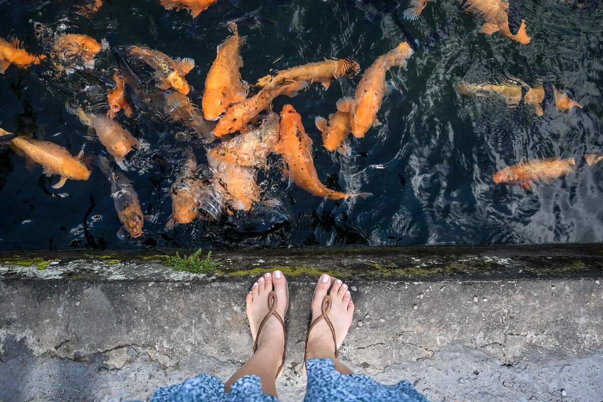 Amed Bali Tirta Gangga Water Temple Fish