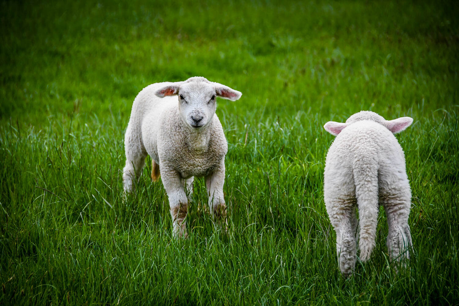 Fun Fact: Did you know that sheep are born with long tails (see the picture!), but they are often cut off to decrease chances of infection (yep, from poo getting stuck in it!). We had no idea about this until we saw these sweet baby sheep with their long tails!
