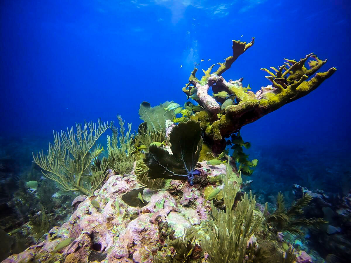 Diving in Belize | Elkhorn Coral on the Belize Barrier Reef