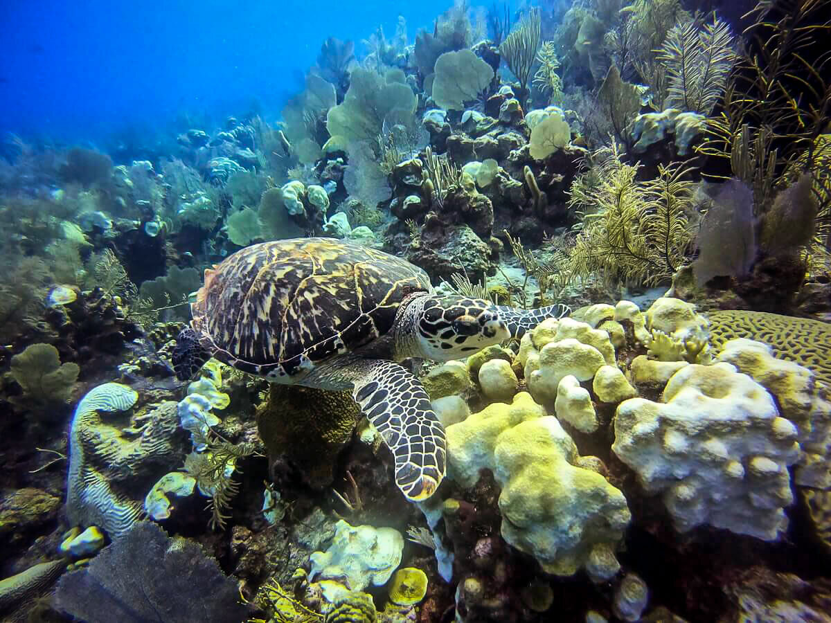 Diving in Belize | Sea turtle on the Belize Barrier Reef