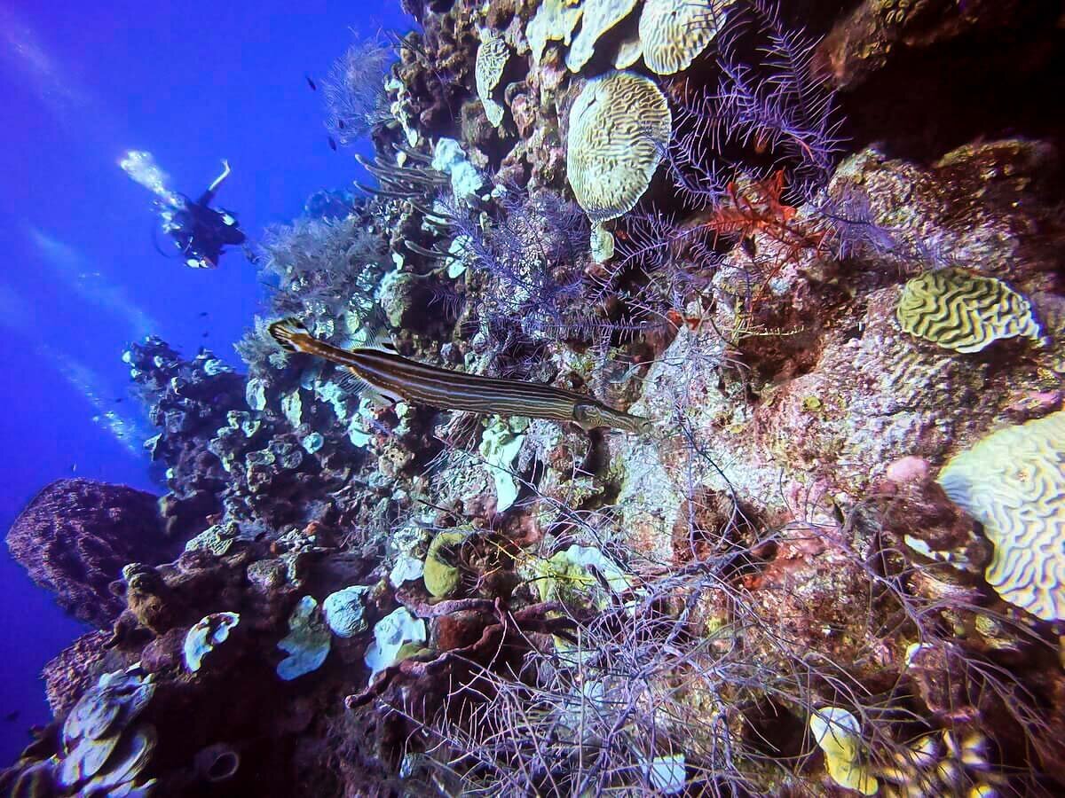 Scuba Diving in Belize | Trumpet fish and coral reef