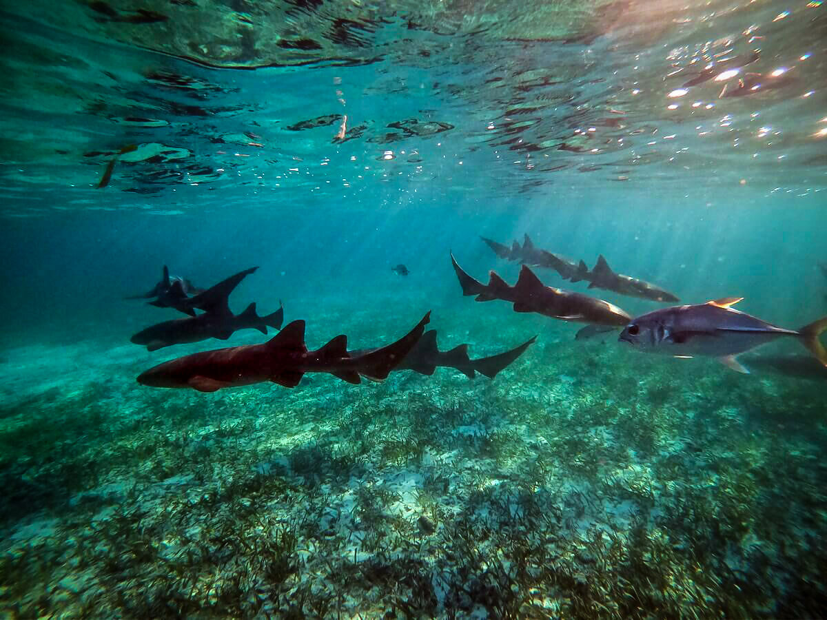 Scuba Diving in Belize | Shark Ray Alley