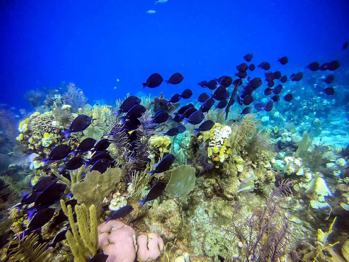 Diving in Belize | Aquatic Life
