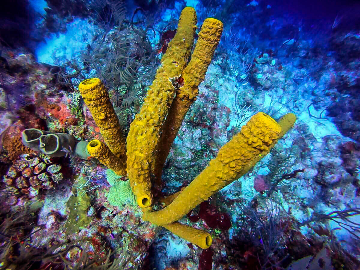 Diving in Belize | Tube Coral