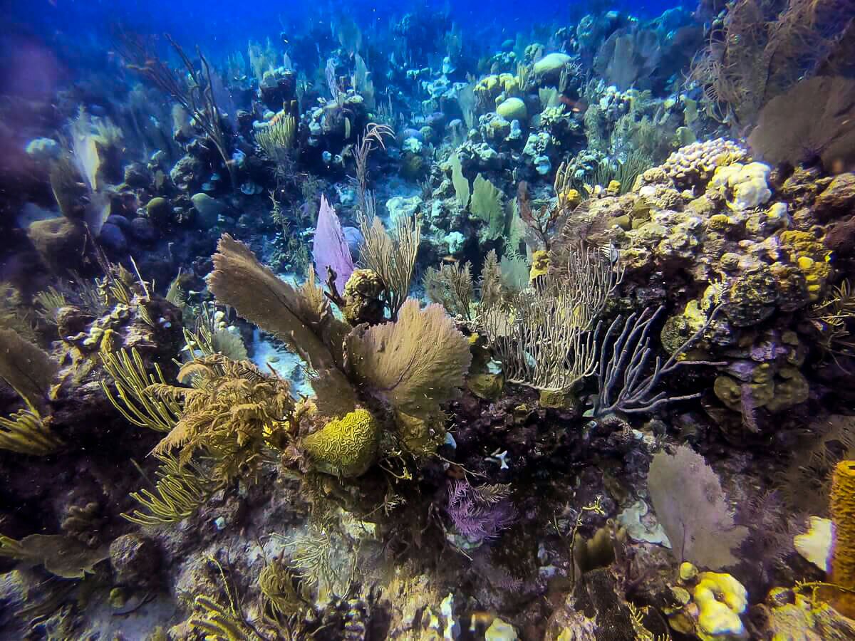 Diving in Belize | Sea fan coral on the Belize Barrier Reef