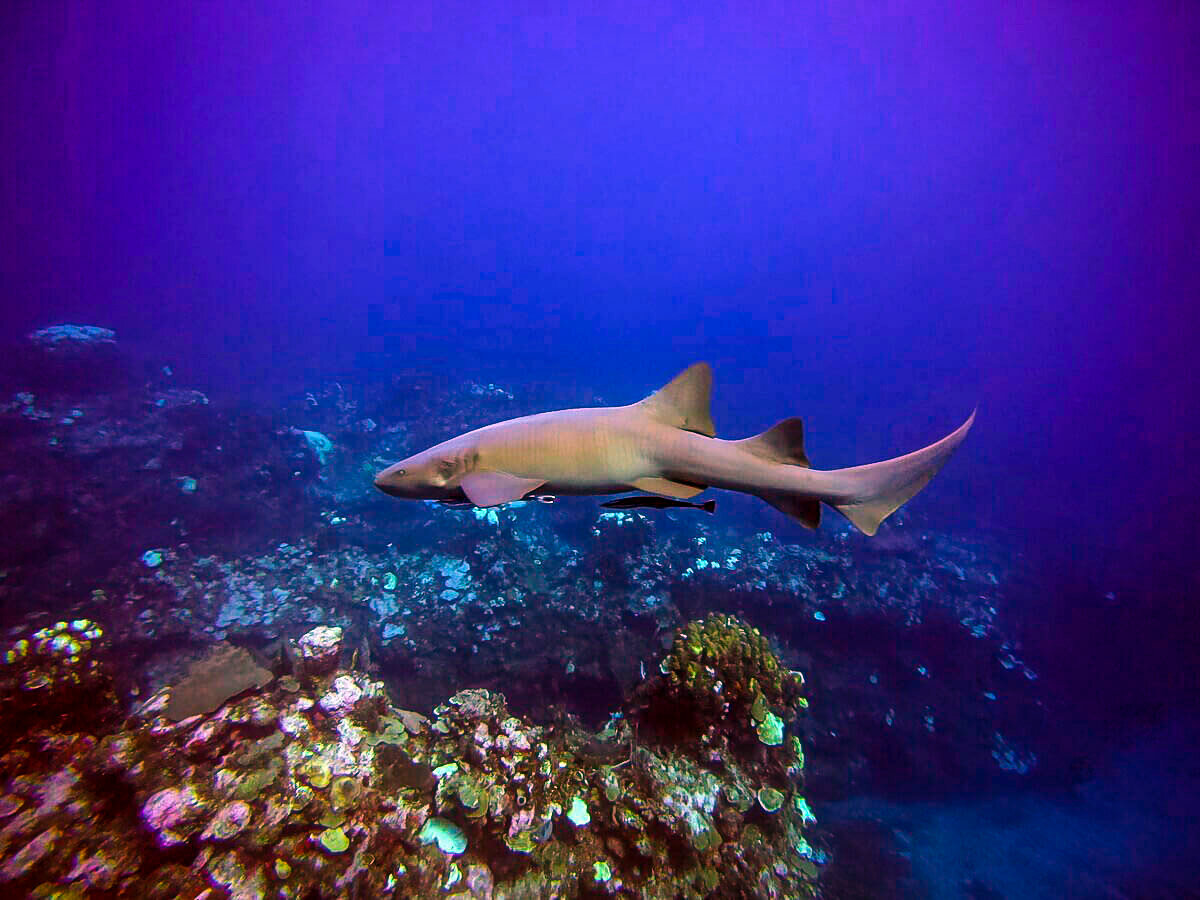 Diving in Belize | Shark on the Belize Barrier Reef