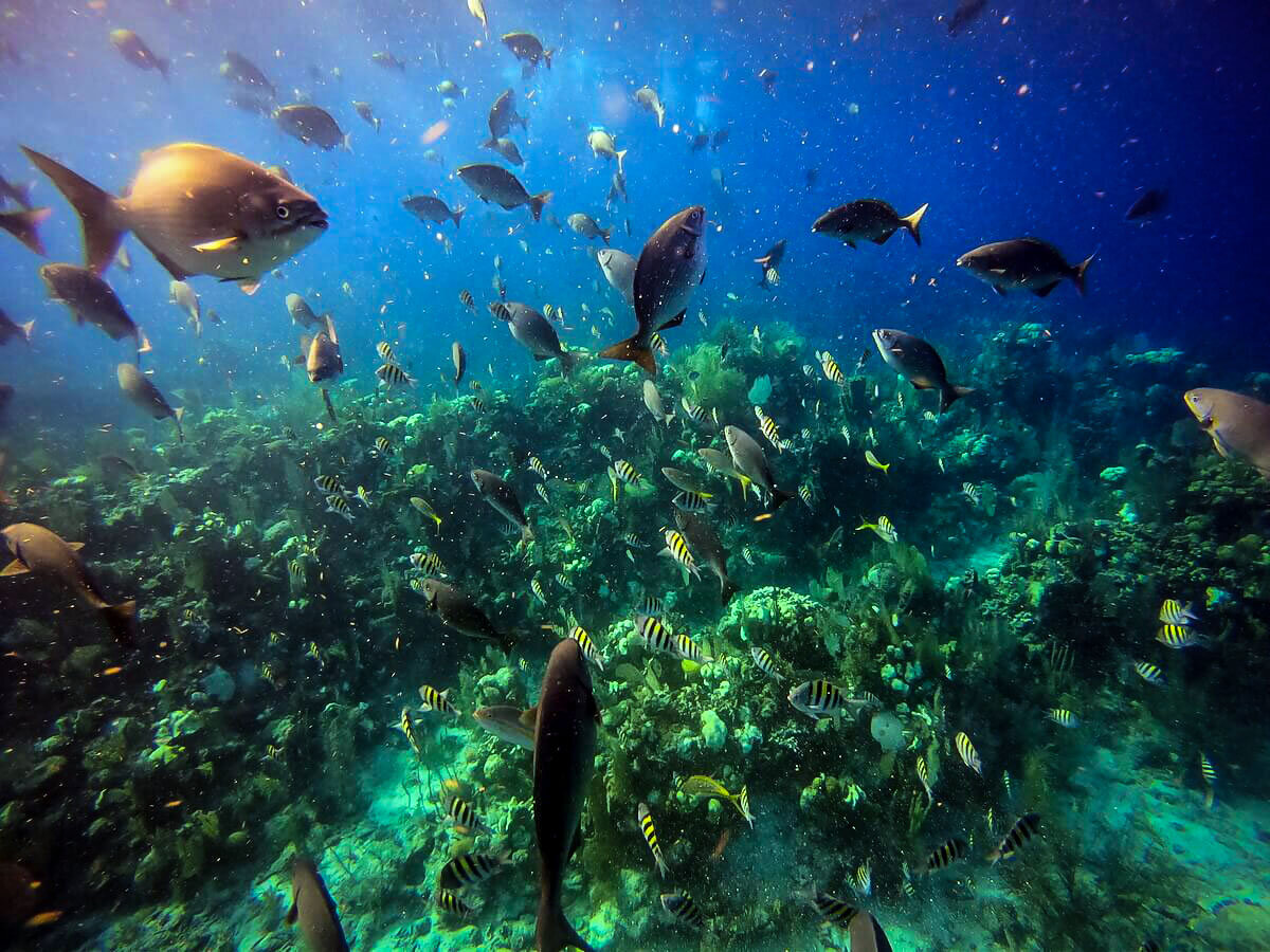 Diving in Belize | Belize Barrier Reef Fish