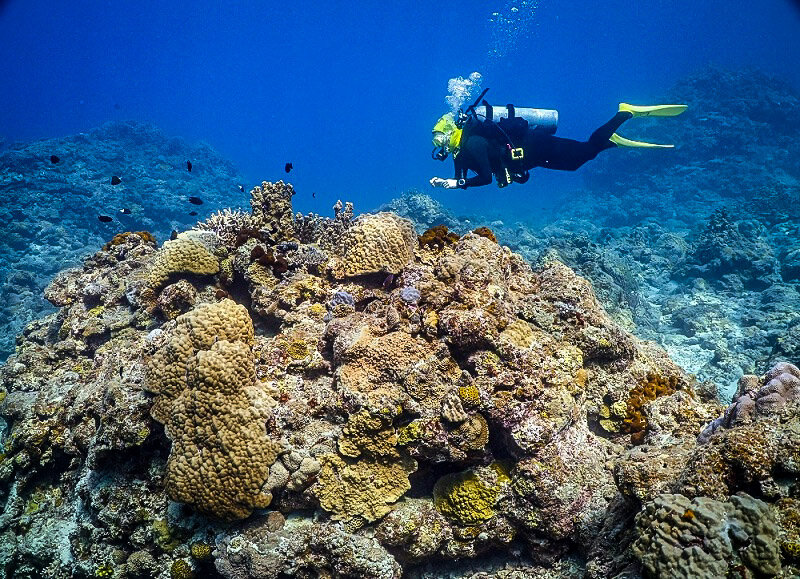 The Ultimate Guide to Diving in Japan | Kerama Islands Okinawa Diving