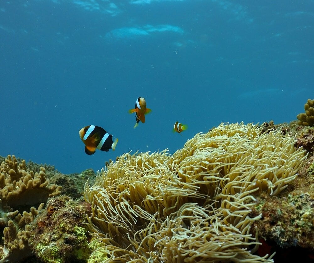 Diving in Japan | Okinawa diving