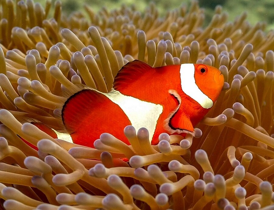 Diving in Japan | Clownfish spotted off the Miyagi coast in Okinawa