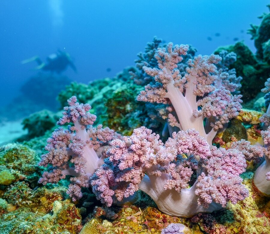 Diving in Japan | Okinawa Diving: Soft coral in Okinawa