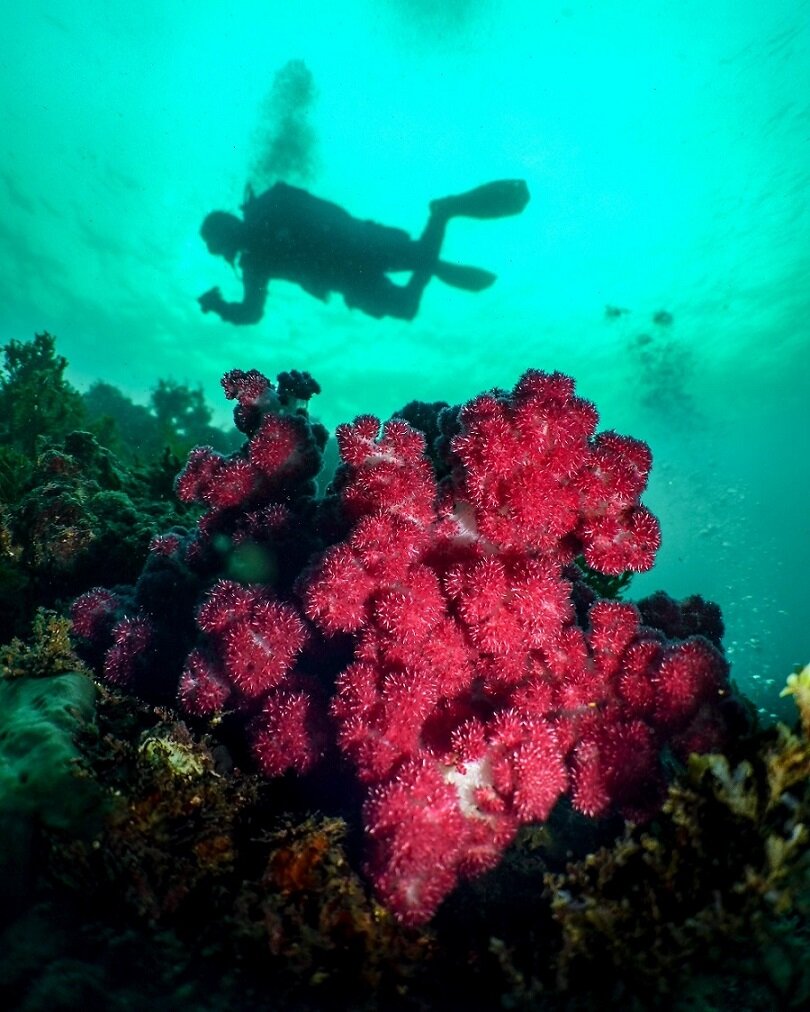 Diving in Japan | Izu peninsula