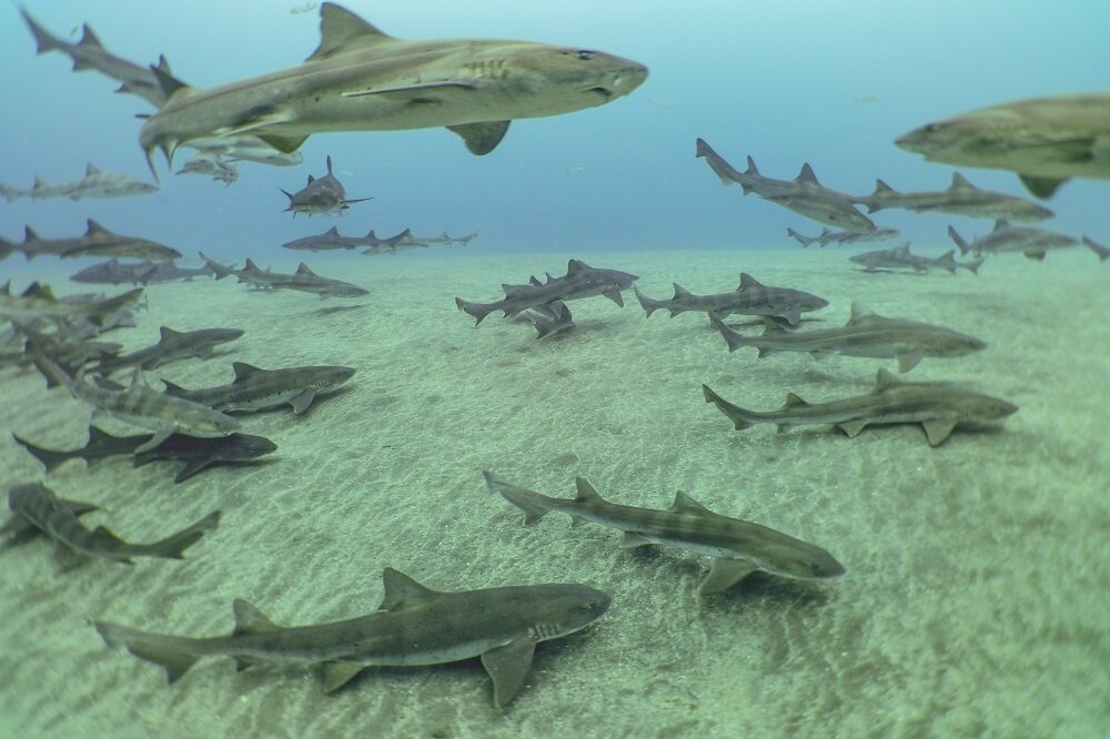 Diving in Japan | "Shark scramble" in Tateyama