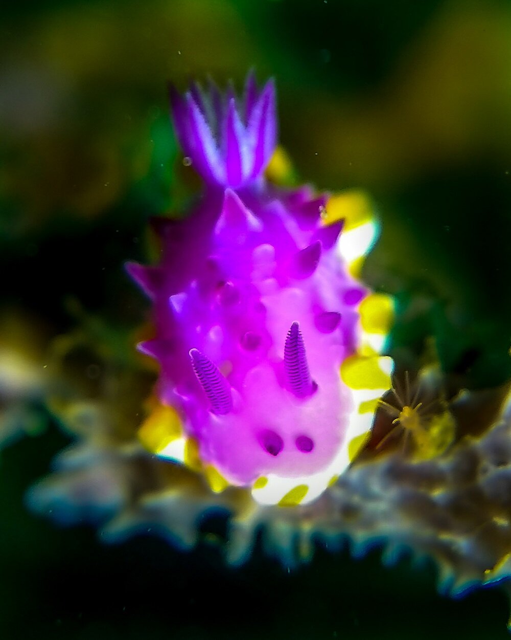 Diving in Japan | Mexichromis macropus nudibranch in Jogashima