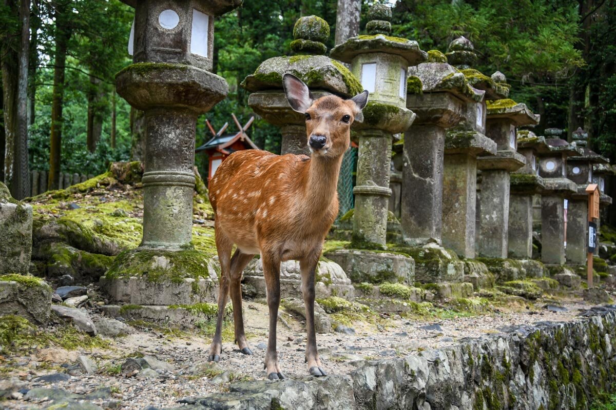 Nara Deer What to see in Japan