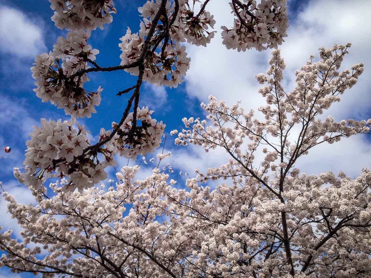 Things to do in Japan See Cherry Blossoms in Japan