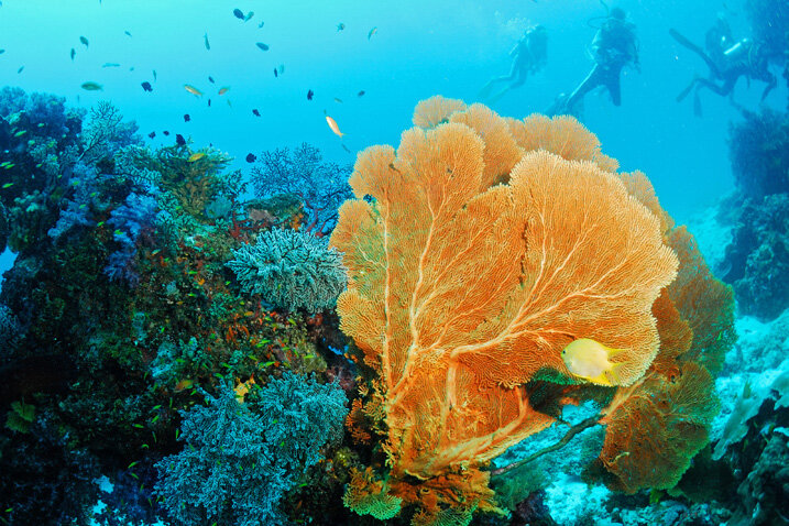 Diving in the Similan Islands | Photo source: Similan Islands National Park official website