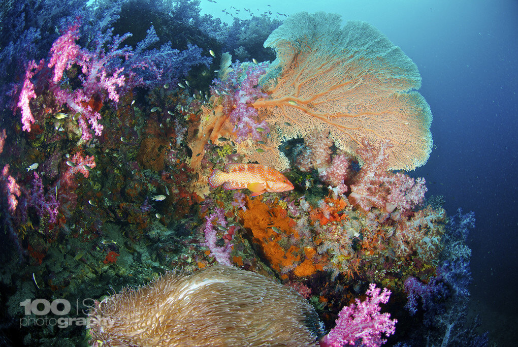 Richelieu Rock Diving in Thailand | Image Source:Alfredo Briccola