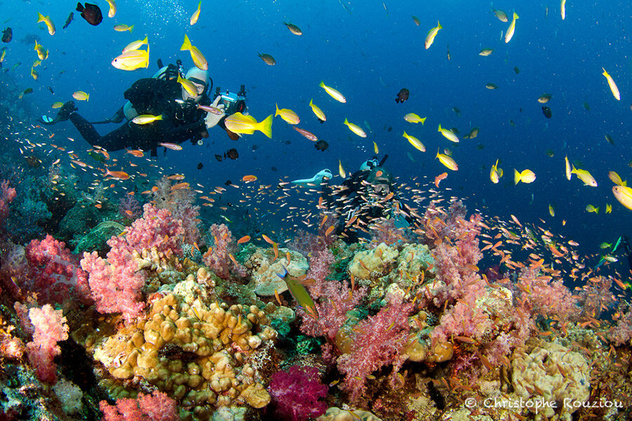 Hin Muang Diving in Thailand | Image source: Chirstophe Rouziou