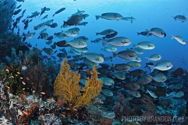 Komodo National Marine Park Diving | Image by: Brandon Cole for Sport Diver