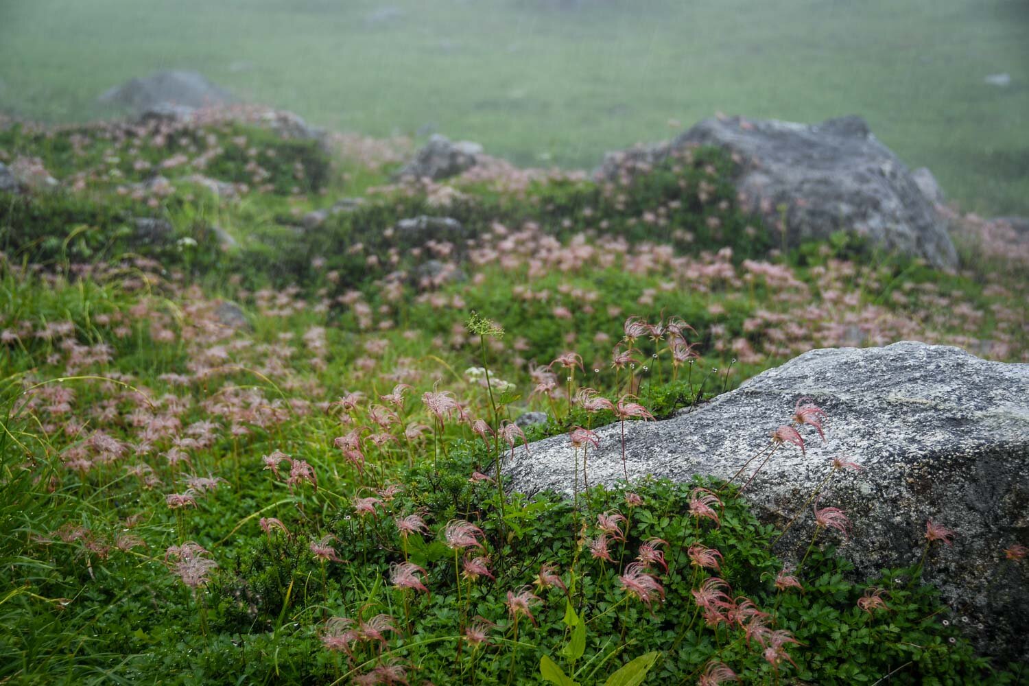 Tateyama Kurobe Alpine Route Japan Midagahara Wild Flowers