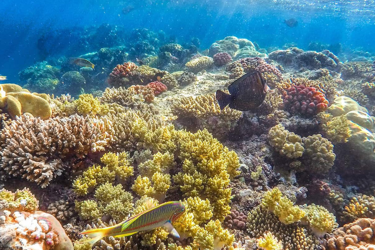 Diving in the Red Sea | Photo source: Liveaboard