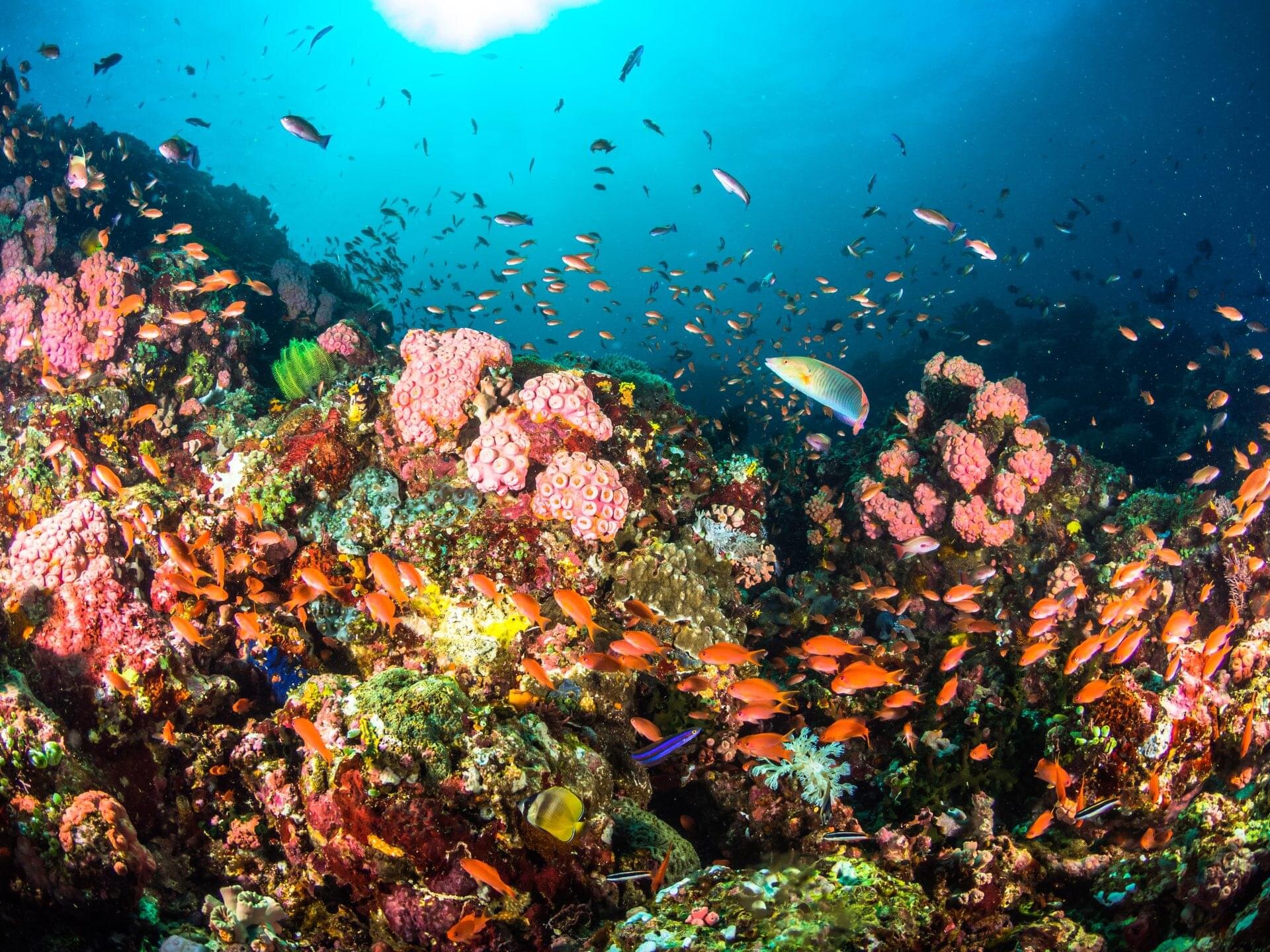 Diving in the Philippines | Photo source: PADI