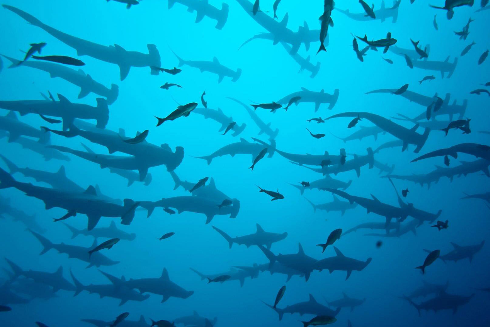 Diving in Cocos Island | Photo source: PADI