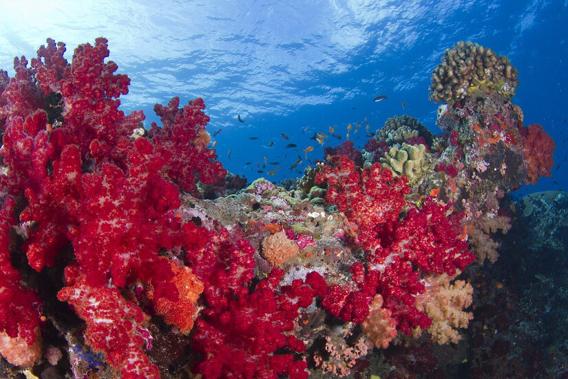 Diving in Komodo National Park | Photo by Brandon Cole for Sport Diver