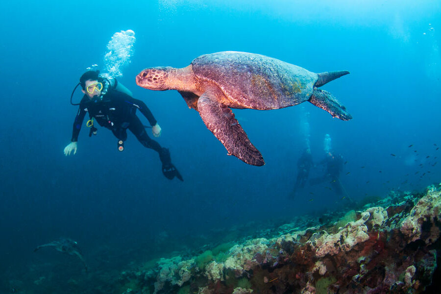 Diving in the Galapagos | Photo source: World Wildlife Foundation