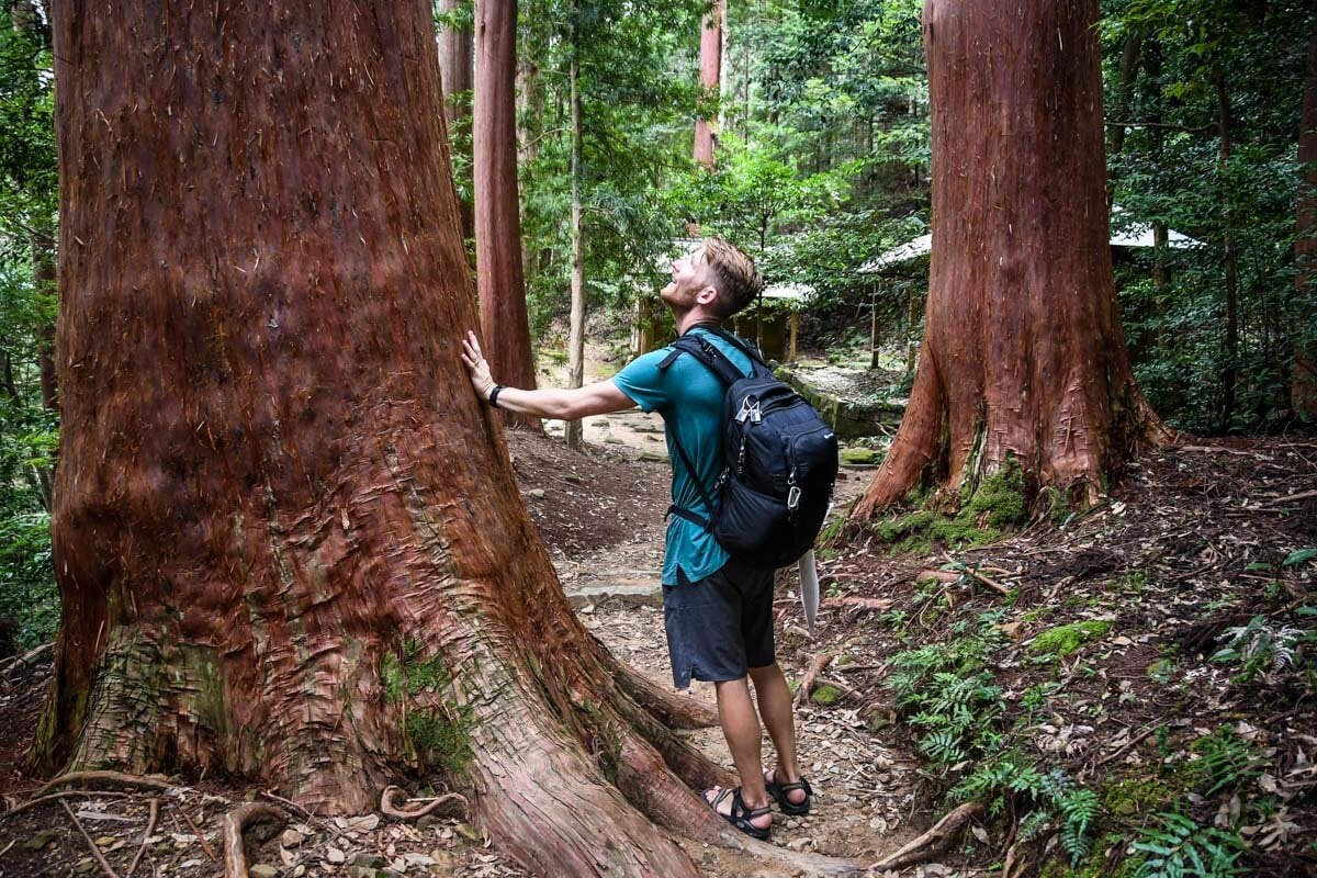 Kumano Kodo Trail Giant Cedar Trees