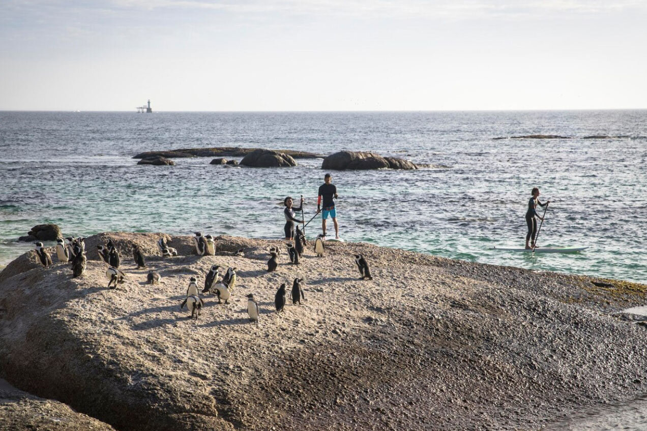 Airbnb Experiences | SUP boarding with penguins in Cape Town