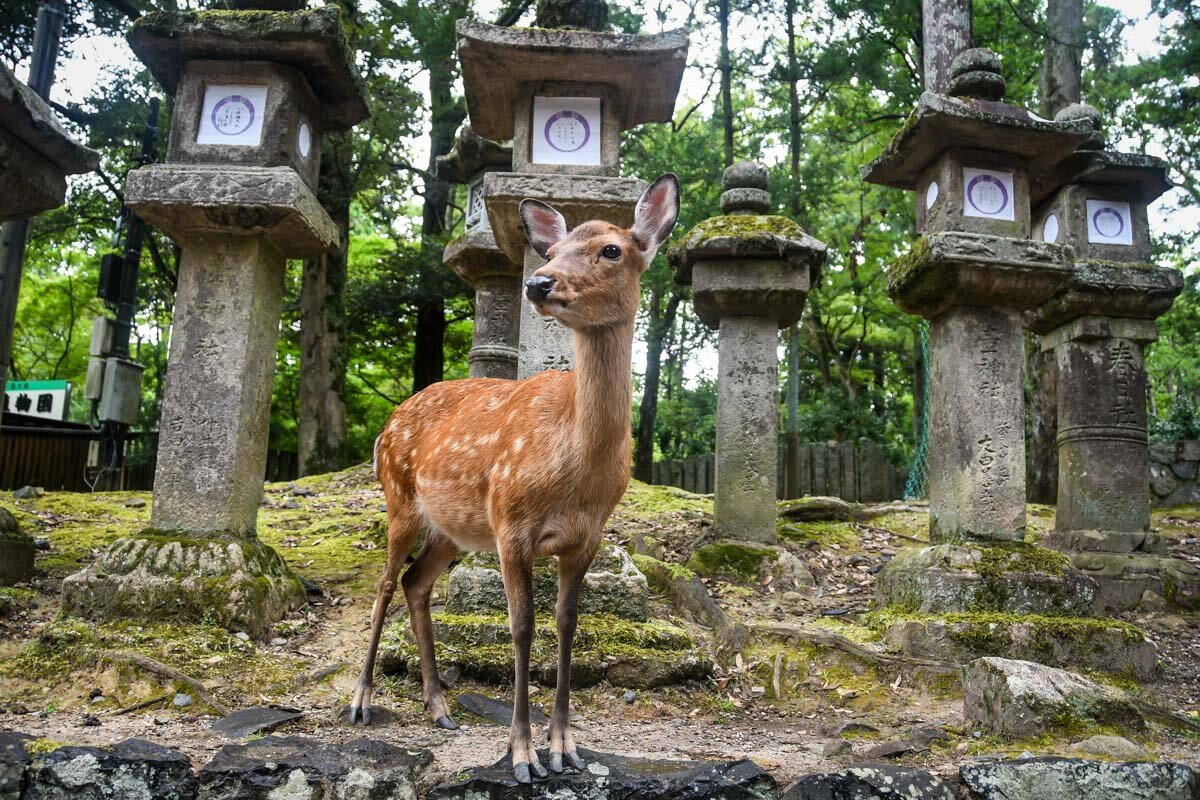 Things to Do in Osaka Japan Day Trip to Nara Deer