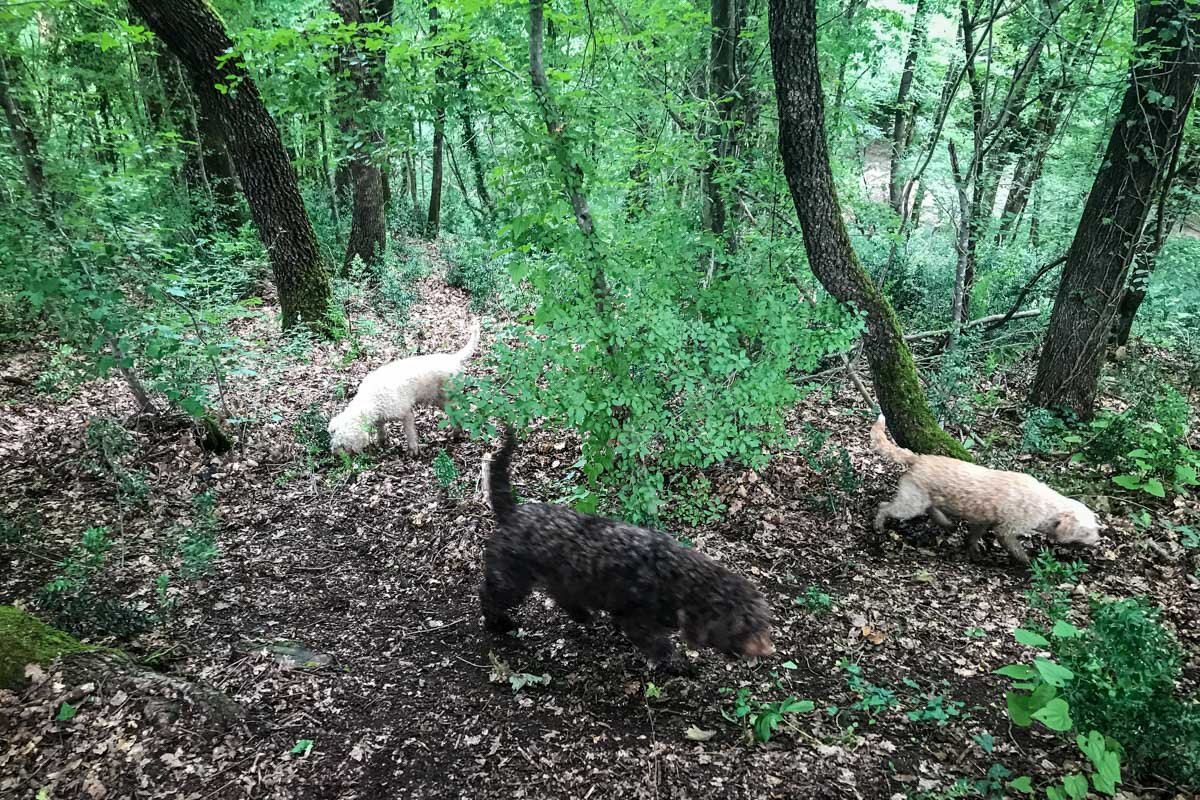 Truffle Hunting in Croatia Istria Peninsula