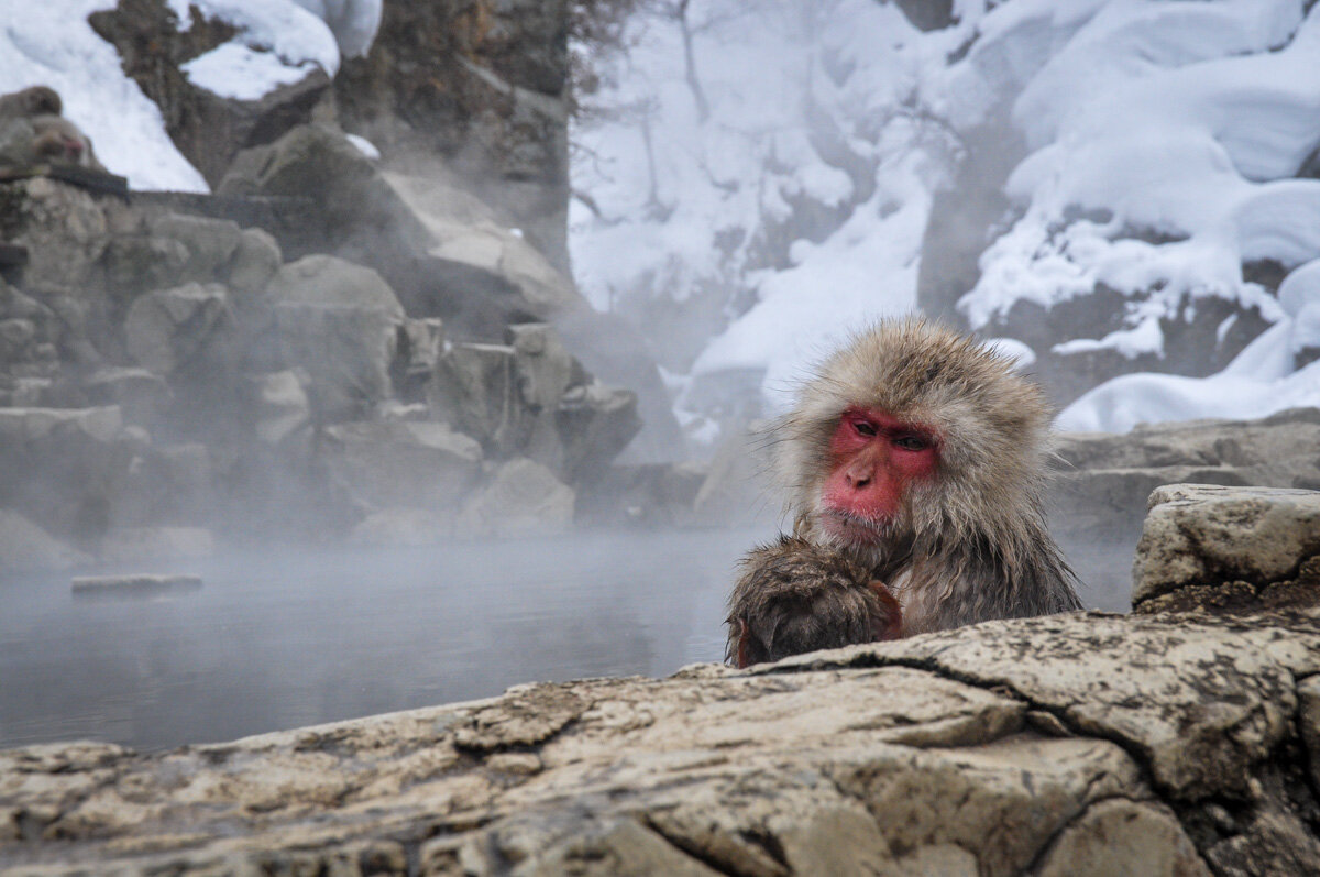 Best Time to Visit Japan Snow Monkey Hot Spring