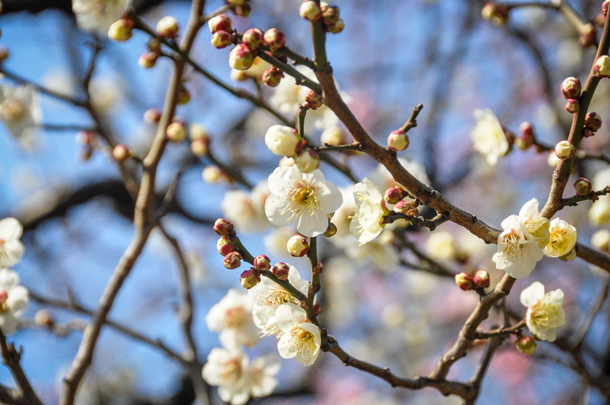 Best Time to Visit Japan Cherry Blossoms