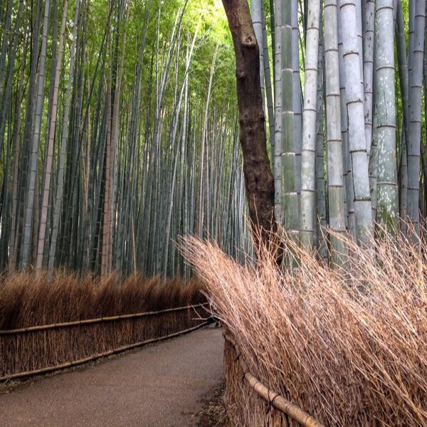 Best Time in Japan Bamboo Forest