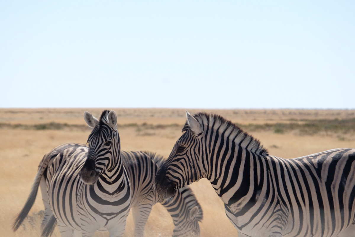 Things to Do in Namibia | Etosha National Park