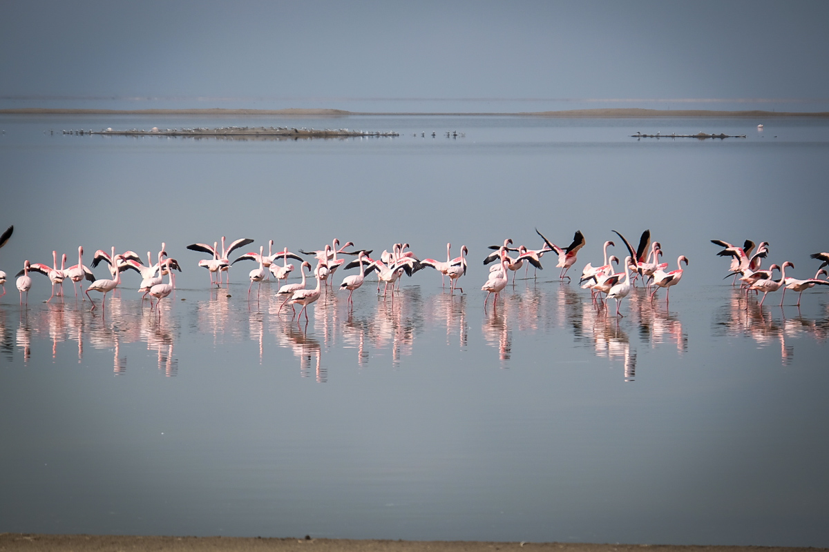 Things to do in Namibia | Flamingos in the Salt Works
